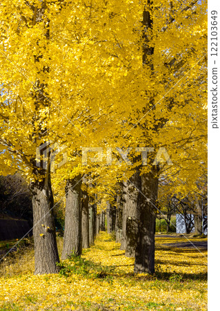 Kawagoe City, Saitama Prefecture, Kawagoe Aquatic Park, rows of yellow ginkgo trees and autumn leaves Kawagoe City, Saitama Prefecture, Kawagoe Aquatic Park, rows of yellow ginkgo trees and autumn leaves 122103649
