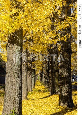 川越水上樂園,埼玉縣川越市池部,一排排黃色的銀杏樹和秋葉 川越水上樂園,埼玉縣川越市池部,一排排黃色的銀杏樹和秋葉 122103650
