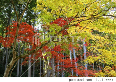 Sokoji寺廟秋葉 122103663