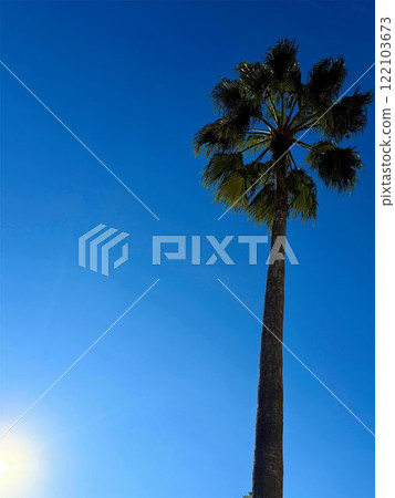 Palm trees and sun 122103673
