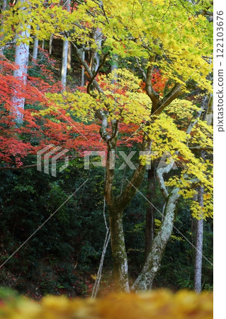 Autumn leaves of Sokoji Temple Autumn leaves of Sokoji Temple 122103676