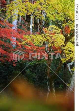 Sokoji寺廟秋葉 122103677
