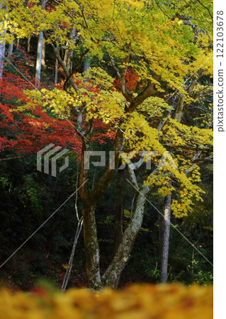 Sokoji寺廟秋葉 Sokoji寺廟秋葉 122103678