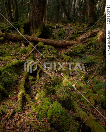 In the dim forest, Aokigahara Jukai (image of distress, getting lost, and loneliness) 122103713