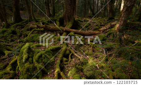 在黑暗的森林裡,青木原樹海(迷失、迷失、孤獨的形象) 在黑暗的森林裡,青木原樹海(迷失、迷失、孤獨的形象) 122103715