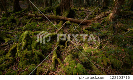 在黑暗的森林裡，青木原樹海（迷失、迷失、孤獨的形象） 122103716