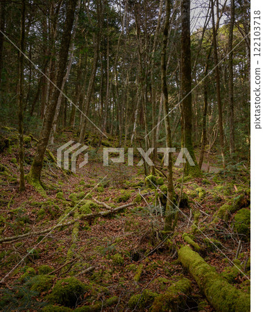在黑暗的森林裡，青木原樹海（迷失、迷失、孤獨的形象） 122103718