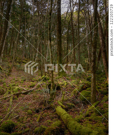 在黑暗的森林裡，青木原樹海（迷失、迷失、孤獨的形象） 122103719