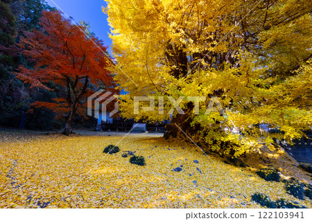 埼玉縣東松山市岩殿,觀音堂前的岩殿山正法寺,落葉泛黃,楓樹紅紅。 埼玉縣東松山市岩殿,觀音堂前的岩殿山正法寺,落葉泛黃,楓樹紅紅。 122103941