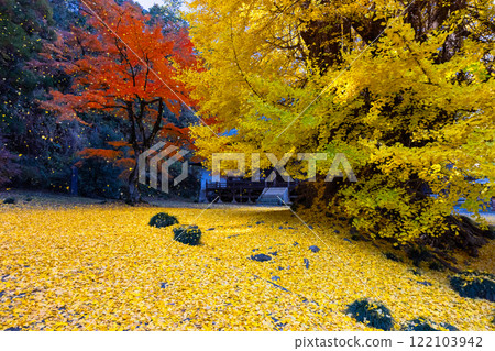 埼玉縣東松山市岩殿,觀音堂前的岩殿山正法寺,落葉泛黃,楓樹紅紅。 埼玉縣東松山市岩殿,觀音堂前的岩殿山正法寺,落葉泛黃,楓樹紅紅。 122103942