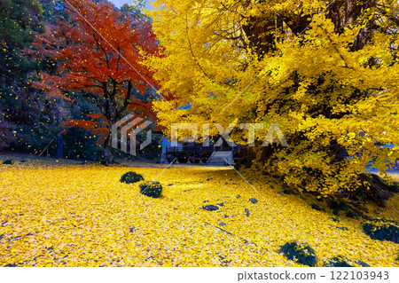 埼玉縣東松山市岩殿，觀音堂前的岩殿山正法寺，落葉泛黃，楓樹紅紅。 122103943