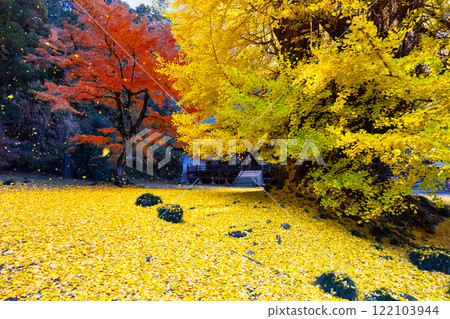 Iwadono Kannon, Higashimatsuyama City, Saitama Prefecture. A large ginkgo tree with yellow leaves in front of the Kannon Hall of Shohoji Temple on Mt. Iwadono. Falling autumn leaves and red maples. 122103944