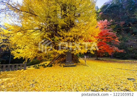 Iwadono Kannon, Higashimatsuyama City, Saitama Prefecture. A large ginkgo tree with yellow leaves in front of the Kannon Hall of Shohoji Temple on Mt. Iwadono. Falling autumn leaves and red maples. 122103952