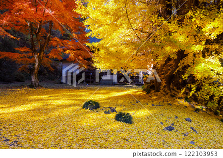 Iwadono Kannon, Higashimatsuyama City, Saitama Prefecture. A large ginkgo tree with yellow leaves in front of the Kannon Hall of Shohoji Temple on Mt. Iwadono. Falling autumn leaves and red maples. 122103953