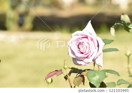 Light purple autumn roses 122103995