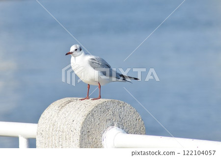 野鳥 野鳥 122104057