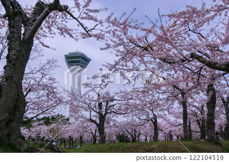 View of the old and new towers through the cherry blossoms View of the old and new towers through the cherry blossoms 122104519