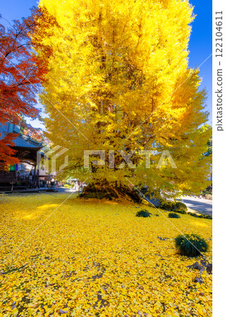 Iwadono Kannon, Higashimatsuyama, Saitama Prefecture. A large ginkgo tree with yellow leaves in front of the Kannon Hall of Shohoji Temple on Mt. Iwadono. Autumn leaves scattered on the ground. Iwadono Kannon, Higashimatsuyama, Saitama Prefecture. A large ginkgo tree with yellow leaves in front of the Kannon Hall of Shohoji Temple on Mt. Iwadono. Autumn leaves scattered on the ground. 122104611