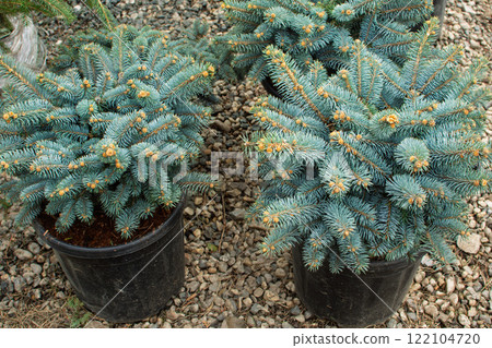 Seedlings of coniferous trees blue spruce in pots in plant nursery ready for planting Seedlings of coniferous trees blue spruce in pots in plant nursery ready for planting 122104720