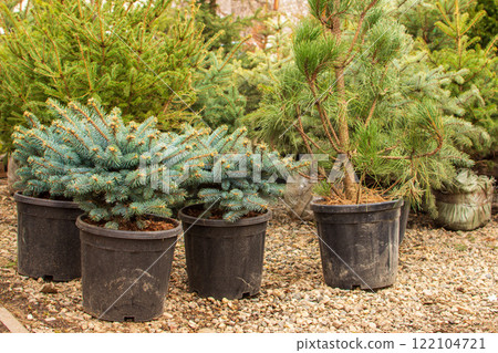 Thuja and spruce seedlings are on sale, boxwood in pots for planting ready for planting 122104721