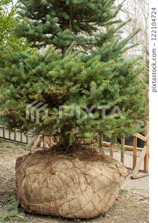 Seedlings of coniferous trees in pots in plant nursery ready for planting Seedlings of coniferous trees in pots in plant nursery ready for planting 122104724