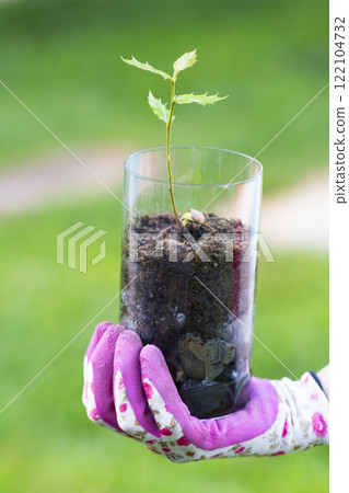 Gardener holding a glass with small holly growing from acorn in soil Gardener holding a glass with small holly growing from acorn in soil 122104732