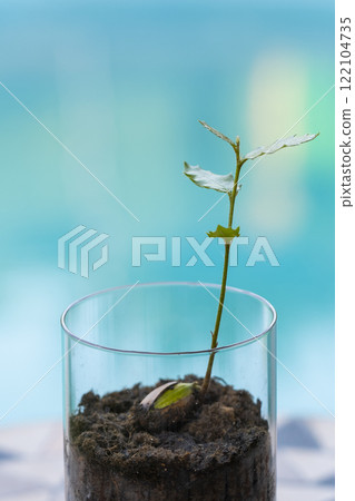 Small holly plant growing in a glass with soil and blurred background Small holly plant growing in a glass with soil and blurred background 122104735