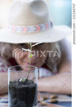 Gardener observing growing oak sprout in glass with soil Gardener observing growing oak sprout in glass with soil 122104747