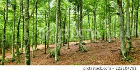 Serene Forest with Lush Green Trees and Leaf-Covered Floor 122104781