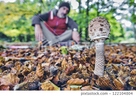 Explorer Observing a Macrolepiota Procera Mushroom in a Beech Forest 122104804