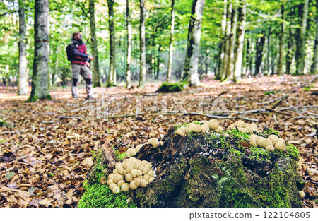 Mushrooms Growing on a Tree Stump in a Beech Forest 122104805