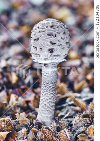 Young parasol Macrolepiota Procera Mushroom in Forest Floor Young parasol Macrolepiota Procera Mushroom in Forest Floor 122104808