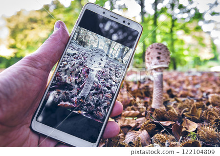 Photographing a Macrolepiota Procera Mushroom in a Beech Forest with Smartphone 122104809