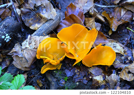 Aurelia aurantia Mushrooms on Forest Floor 122104810