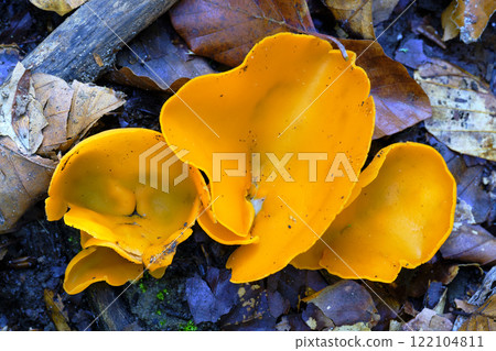 Aurelia aurantia Mushrooms on Forest Floor 122104811