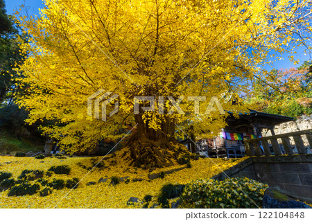 Iwadono Kannon, Higashimatsuyama, Saitama Prefecture. A large ginkgo tree with yellow leaves in front of the Kannon Hall of Shohoji Temple on Mt. Iwadono. Autumn leaves scattered on the ground. Iwadono Kannon, Higashimatsuyama, Saitama Prefecture. A large ginkgo tree with yellow leaves in front of the Kannon Hall of Shohoji Temple on Mt. Iwadono. Autumn leaves scattered on the ground. 122104848