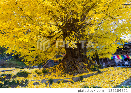 岩殿觀音，埼玉縣東松山市，岩殿觀音岩殿山正法寺觀音堂前，一棵大銀杏樹泛黃的葉子掛滿了秋葉。 122104851