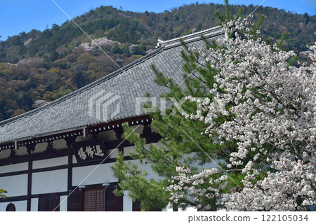 Kyoto Tenryu-jo Cherry Blossoms and Hall Kyoto Tenryu-jo Cherry Blossoms and Hall 122105034