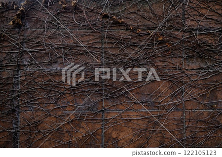Withered ivy entwined around a red brick wall 122105123