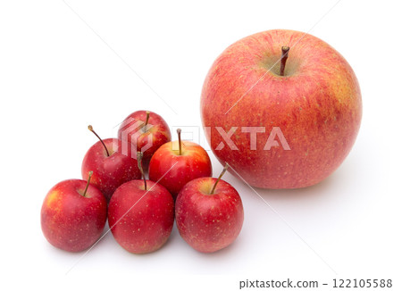 Alps Maiden apples and regular apples (Sun Fuji apples) 122105588