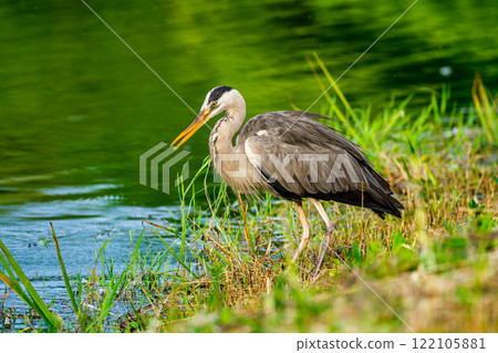 Water heron Water heron 122105881