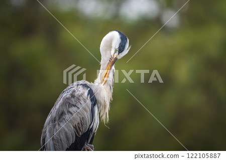 Uploading of Hawaiian herons Uploading of Hawaiian herons 122105887