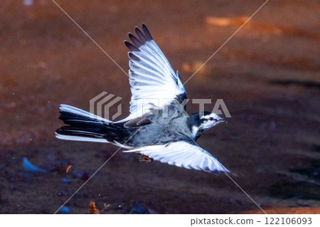 埼玉縣川越市池部川越水上樂園,秋景池(船池)水面上飛翔的白鶺鴒 埼玉縣川越市池部川越水上樂園,秋景池(船池)水面上飛翔的白鶺鴒 122106093