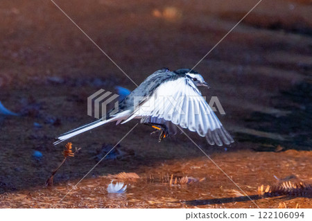 埼玉縣川越市池部川越水上樂園，秋景池（船池）水面上飛翔的白鶺鴒 122106094