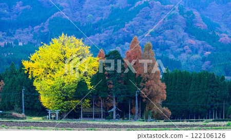 以山為背景的秋天風景:鶴之神社和銀杏“鶴之神社” 以山為背景的秋天風景:鶴之神社和銀杏“鶴之神社” 122106126