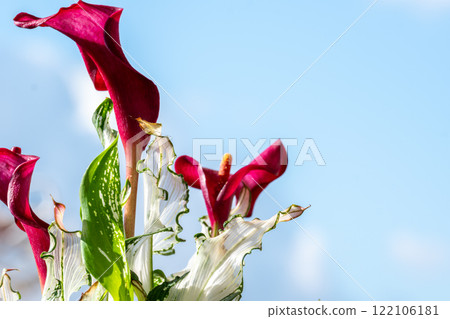 Vibrant calla lily flowers and variegated leaves stand out against the blue sky Vibrant calla lily flowers and variegated leaves stand out against the blue sky 122106181
