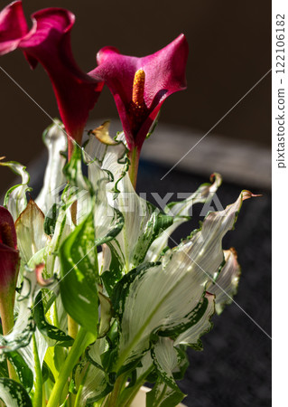 Close-up of vibrant calla lily flowers and beautiful variegated leaves Close-up of vibrant calla lily flowers and beautiful variegated leaves 122106182