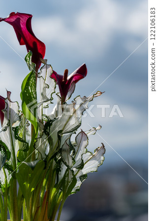 Beautiful flowers and variegated leaves of Frozen Queen with a sky background Beautiful flowers and variegated leaves of Frozen Queen with a sky background 122106183
