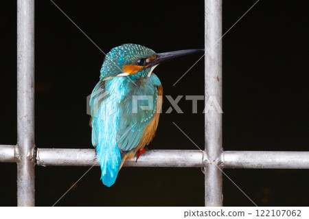 A kingfisher perches on the waterside of the landscaped pond (boat pond) at Kawagoe Aquatic Park in Ikebe, Kawagoe City, Saitama Prefecture 122107062