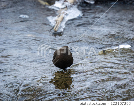青蛙玻璃 青蛙玻璃 122107293
